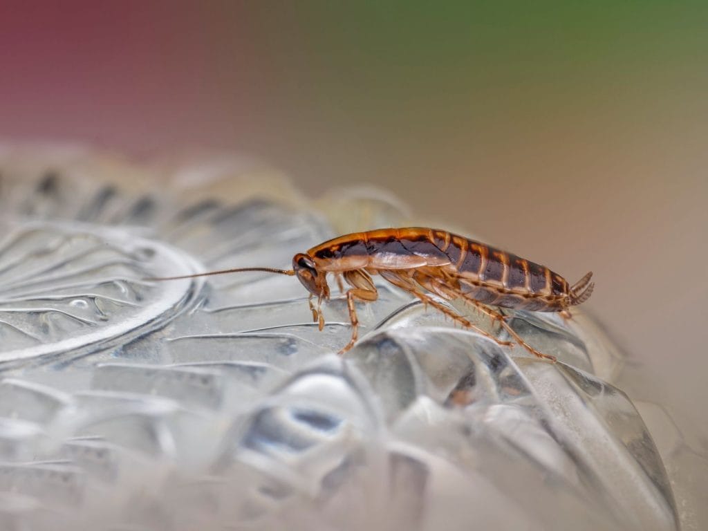 Cockroach on a surface, a common sign of a pest problem often linked to a hidden water source